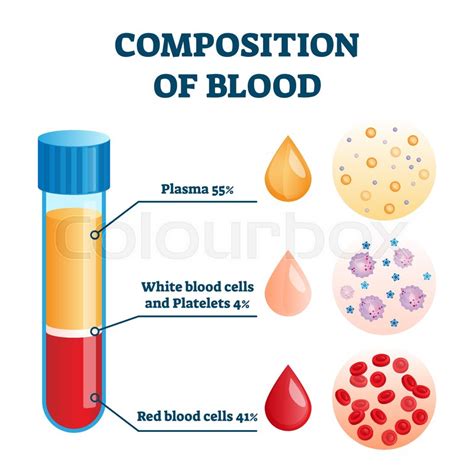 Composition Of Blood Vector Stock Vector Colourbox