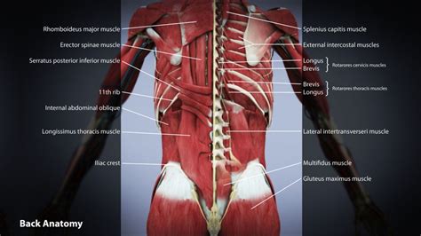 Low Back Muscle Anatomy