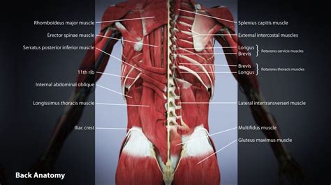 The back anatomy includes the latissimus dorsi, trapezius, erector spinae, rhomboid, and the teres major. Pin on Diverse