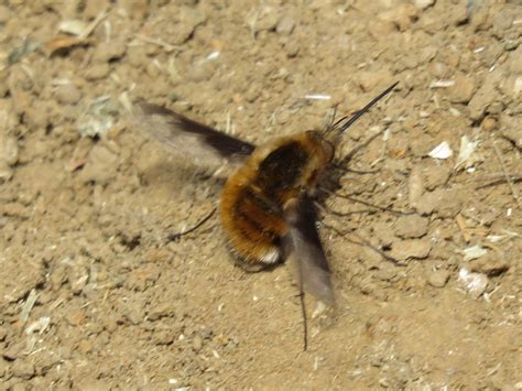 Fruit flies, are larger than mosquitoes but still less than half the size of a honey bee, beat their wings 200 times a second. BugBlog: Awesome bee flies