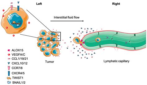 Cells Free Full Text Progression Of Metastasis Through Lymphatic System