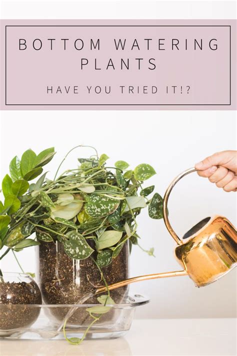 Bottom Watering Your Plants Ever Heard Of It Plants House Plant