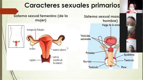 CARACTERES SEXUALES YouTube