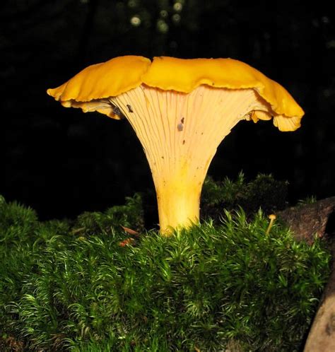 Growing Chanterelle Mushrooms Complete Guide Star Mushroom Farms