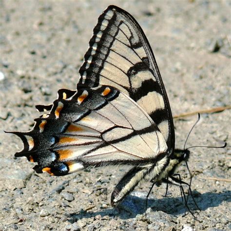 Appalachian Tiger Swallowtail Butterflies Of Alabama · Inaturalist