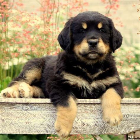 Bernese Golden Mountain Dog Puppies For Sale Greenfield Puppies