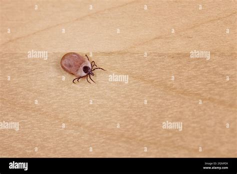Engorged Tick On Wood Lyme Disease Caused By Borrelia Stock Photo Alamy