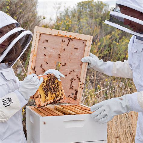 Medium Backyard Beekeeping Kit Harvest Lane Honey