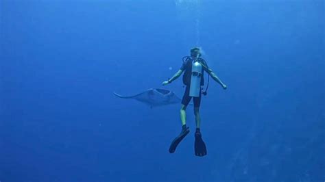 See The Magical Moment A Manta Ray Swims Directly At Diver Before