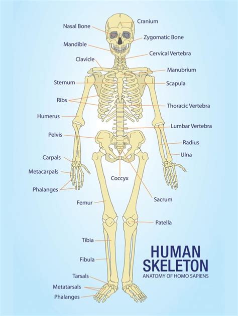 Human Skeleton Anatomy Anatomical Chart Poster Print Posters