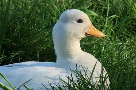 8 Small Duck Breeds With Pictures Pet Keen