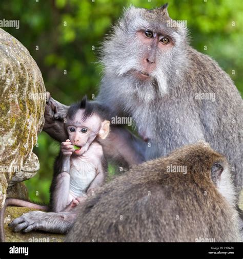 Baby Monkey And Mother Long Tailed Macaques Macaca Fascicularis