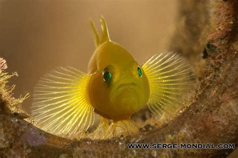 Creature Feature Yellow Pygmy Goby Nad Lembeh Resort