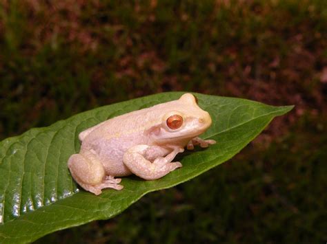 Albino Cuban Tree Frogs For Sale