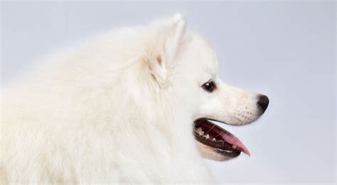 American Eskimo Dog Breed Information American Kennel Club