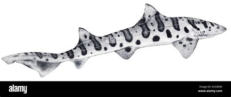 Leopard Shark Drawing