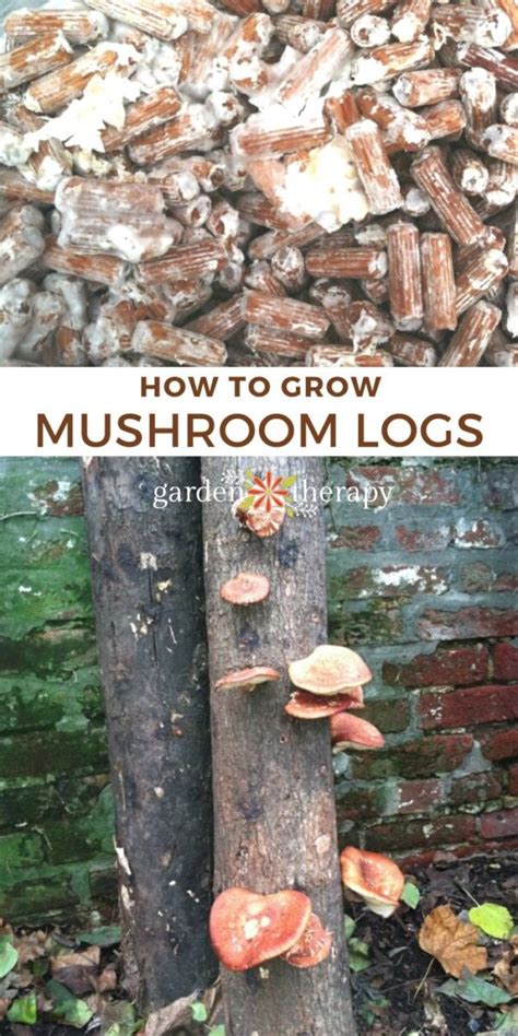 Growing Mushrooms How To Grow Specialty Mushrooms In Your Backyard