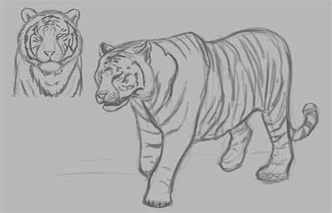 Tiger Study By Kilesa Mara On Deviantart