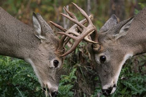 190 Whitetail Deer Fighting Stock Photos Pictures And Royalty Free