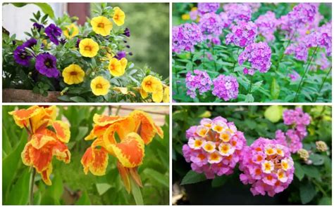 15 Fall Blooming Annuals You Must Plant Garden Lovers Club
