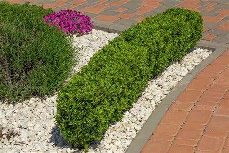 What To Plant In Front Of Boxwoods Boxwood Companion Plants Florgeous