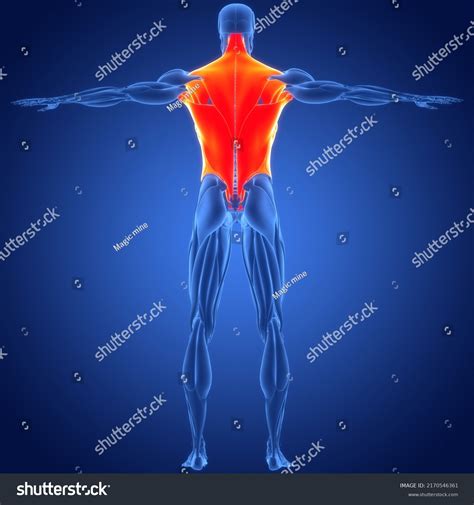 Human Muscular System Torso Muscles Anatomy Stock Illustration 2170546361 Shutterstock