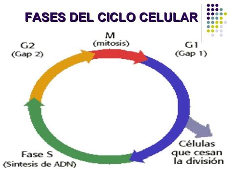 36 Mapa Conceptual Sobre El Ciclo Celular  Maesta