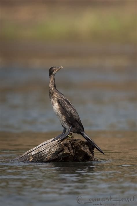 Zambezi River 2017 Lensman Lennart Hessel Photography