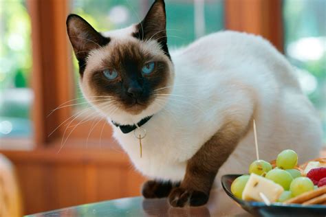 What Exactly Is A Snowshoe Siamese Cat