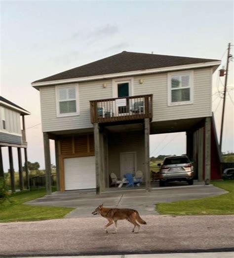 What To Know About Galveston Ghost Wolves As Sightings Increase