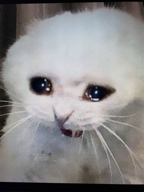 15 Sad Cat Meme Wallpaper