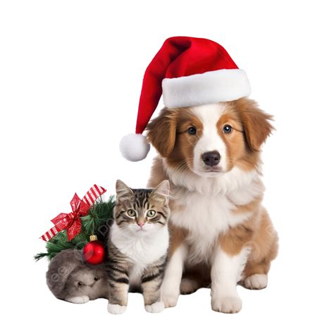 Dog Wearing Christmas Wreath And Santa Hat Sitting With Kitten Outdoors