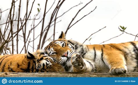 Pair Of Siberian Or Amur Tigers Resting This Endangered Species Of