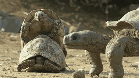 Tortoises GIFs Find Share On GIPHY