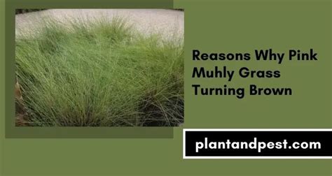 Why Is My Pink Muhly Grass Turning Brown Causes And Remedy