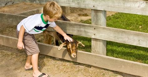 13 Petting Zoos In Northeast Ohio Best Fun On The Farm Experience 2023