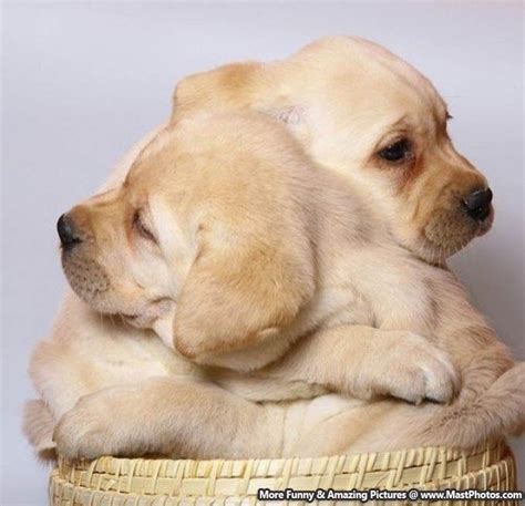 Just Give Me A Hug Little Brother Cute Puppies Dogs And Puppies Cute
