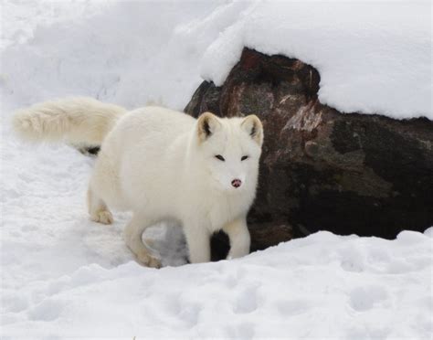12 Amazing Facts About Arctic Foxes Fact City