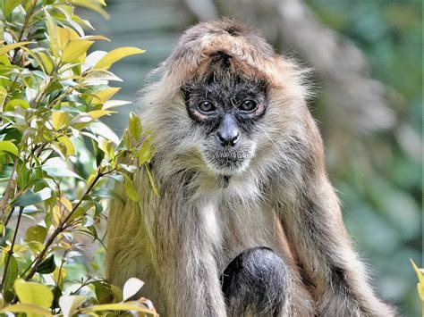 Dsc05145 Spider Monkey Auckland Zoo Nz Jangurney Flickr