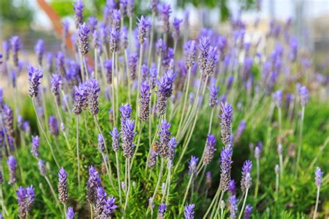 The toxicity of various plants and flowers can range from mild to severe, depending on the poisonous. Growing Lavender, Planting & Caring - Buy Lavender Plants ...