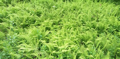 Adirondack Ferns Hay Scented Fern Dennstaedtia Punctilobula