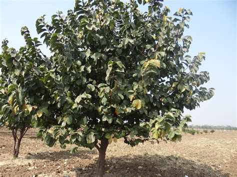 Check spelling or type a new query. Monkey Fruit facts and health benefits