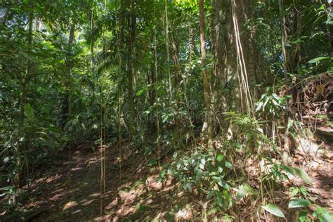 View Of The Tropical Forest Landscape Stock Photo Image Of Tropical