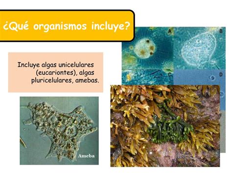 Como As Amebas Capturam Seu Alimento