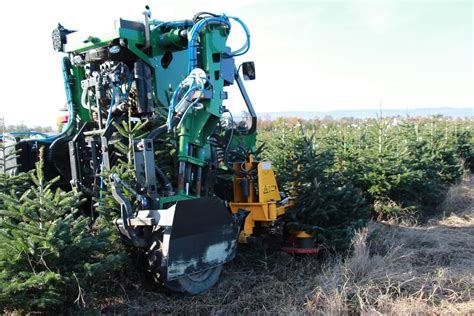 Cycle Du Sapin Pépinières Grange Producteur De Sapin De Noël