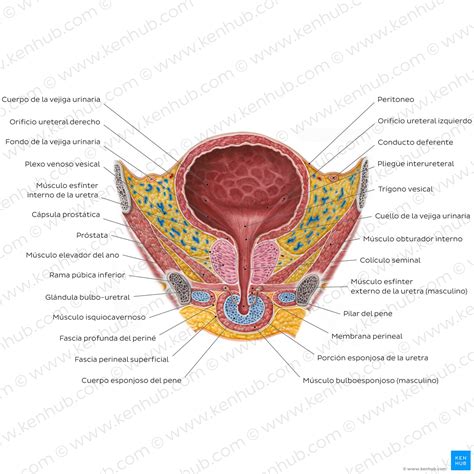 Uretra Masculina Y Femenina Anatom A Histolog A Funci N Kenhub