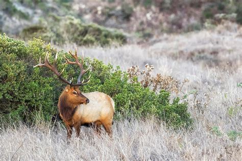 Tule Elk Buck Cervus Canadensis Nannodes Looking Back In Long Grass