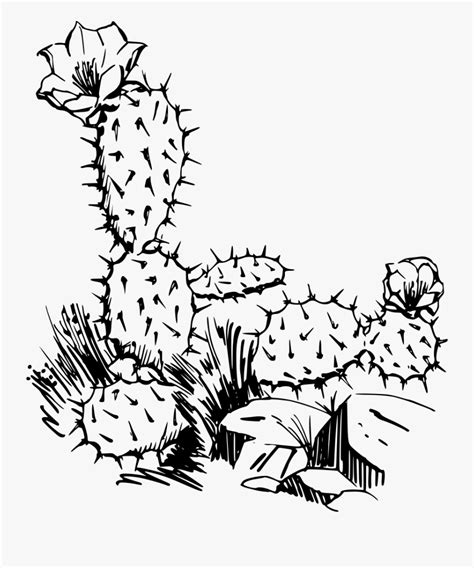 Cactus Cactus Plants Black And White Free Transparent Clipart