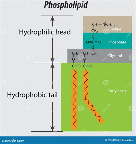 Phospholipid Structurecell Membrane Structure Infographic Cartoon