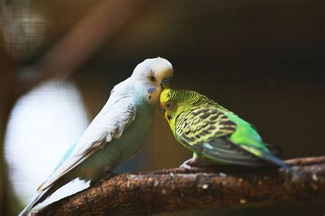How To Tell If My Parakeet Is Pregnant Petsmopolitan